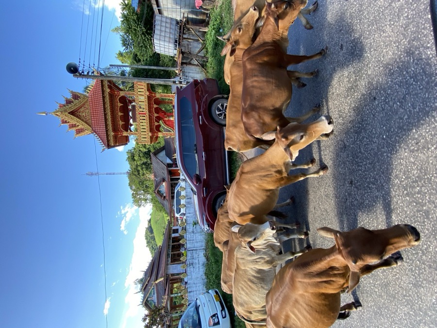 Cattle filling the road past a red temple structure